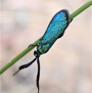 Pollanisus (genus) at Aranda, ACT - 21 Mar 2023