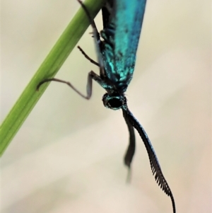 Pollanisus (genus) at Aranda, ACT - 21 Mar 2023