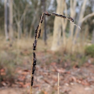 Diamma bicolor at Aranda, ACT - 21 Mar 2023