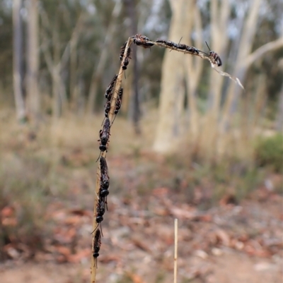 Diamma bicolor (Blue ant, Bluebottle ant) at Aranda, ACT - 21 Mar 2023 by CathB