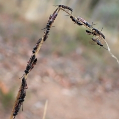 Diamma bicolor at Aranda, ACT - 21 Mar 2023