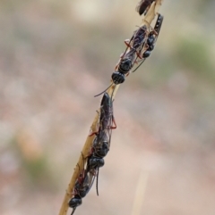 Diamma bicolor at Aranda, ACT - 21 Mar 2023