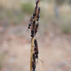 Diamma bicolor at Aranda, ACT - 21 Mar 2023