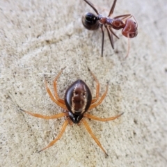 Euryopis umbilicata (Striped tick spider) at Aranda Bushland - 21 Mar 2023 by CathB