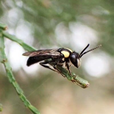 Leioproctus (Leioproctus) irroratus (Yellow-shouldered Bee) at Aranda, ACT - 21 Mar 2023 by CathB