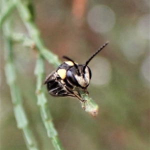 Leioproctus (Leioproctus) irroratus at Aranda, ACT - 21 Mar 2023