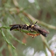 Leioproctus (Leioproctus) irroratus at Aranda, ACT - 21 Mar 2023