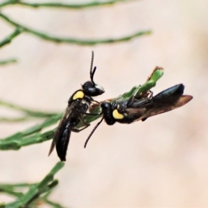 Leioproctus (Leioproctus) irroratus at Aranda, ACT - 21 Mar 2023