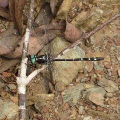 Eusynthemis guttata (Southern Tigertail) at Cotter River, ACT - 7 Feb 2023 by Christine