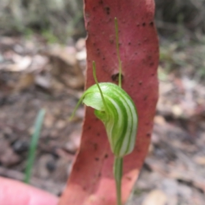 Diplodium atrans at Cotter River, ACT - 7 Feb 2023