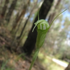 Diplodium atrans at Cotter River, ACT - 7 Feb 2023