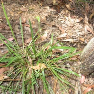 Diplodium atrans at Cotter River, ACT - 7 Feb 2023