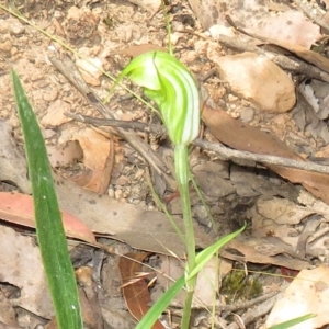 Diplodium atrans at Cotter River, ACT - 7 Feb 2023