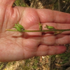 Stylidium sp. (Trigger Plant) at Cotter River, ACT - 7 Feb 2023 by Christine