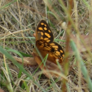 Heteronympha paradelpha at Coree, ACT - 22 Feb 2023