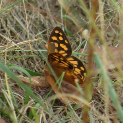 Heteronympha paradelpha (Spotted Brown) at Coree, ACT - 21 Feb 2023 by Christine