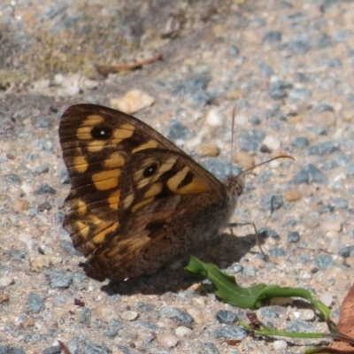 Geitoneura klugii (Marbled Xenica) at Molonglo Valley, ACT - 24 Feb 2023 by Christine