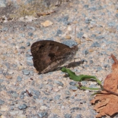 Geitoneura klugii at Molonglo Valley, ACT - 24 Feb 2023 01:28 PM