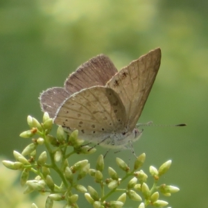 Erina hyacinthina at Molonglo Valley, ACT - 24 Feb 2023