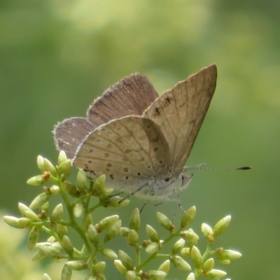 Erina hyacinthina (Varied Dusky-blue) at Molonglo Valley, ACT - 24 Feb 2023 by Christine