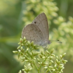 Erina hyacinthina at Molonglo Valley, ACT - 24 Feb 2023 01:34 PM