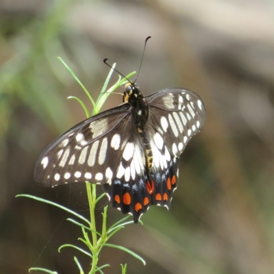 Papilio anactus (Dainty Swallowtail) at Point 4999 - 24 Feb 2023 by Christine