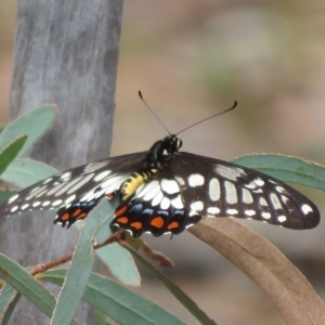 Papilio anactus at Molonglo Valley, ACT - 24 Feb 2023