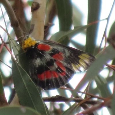 Delias harpalyce (Imperial Jezebel) at Point 4999 - 24 Feb 2023 by Christine