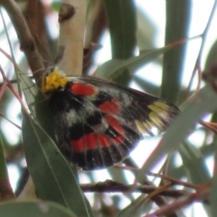 Delias harpalyce (Imperial Jezebel) at Black Mountain - 24 Feb 2023 by Christine