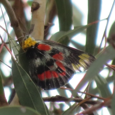 Delias harpalyce (Imperial Jezebel) at Molonglo Valley, ACT - 24 Feb 2023 by Christine