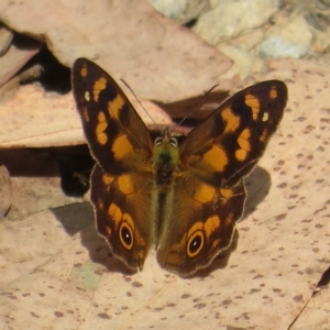 Heteronympha solandri at Cotter River, ACT - 26 Feb 2023