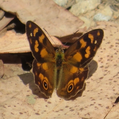 Heteronympha solandri (Solander's Brown) at Cotter River, ACT - 25 Feb 2023 by Christine
