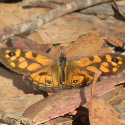 Geitoneura klugii (Marbled Xenica) at Cotter River, ACT - 26 Feb 2023 by Christine