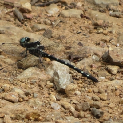 Eusynthemis guttata (Southern Tigertail) at Cotter River, ACT - 26 Feb 2023 by Christine