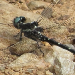 Eusynthemis guttata at Namadgi National Park - 26 Feb 2023 10:45 AM