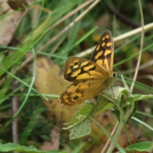 Heteronympha paradelpha at Cotter River, ACT - 26 Feb 2023