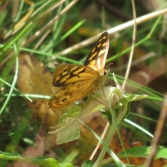 Heteronympha paradelpha at Cotter River, ACT - 26 Feb 2023 10:49 AM