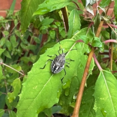 Poecilometis sp. (genus) (A Gum Tree Shield Bug) at GG182 - 23 Mar 2023 by KMcCue