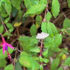 Scopula rubraria (Plantain Moth) at Aranda, ACT - 23 Mar 2023 by KMcCue