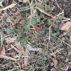 Tribulus terrestris (Caltrop, Cat-head) at Holt, ACT - 23 Mar 2023 by MattM