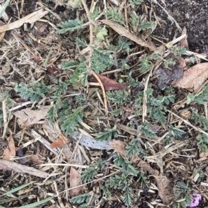 Tribulus terrestris at Holt, ACT - 23 Mar 2023