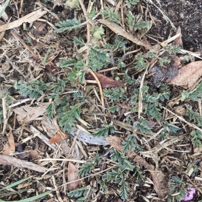 Tribulus terrestris (Caltrop, Cat-head) at Holt, ACT - 23 Mar 2023 by MattM