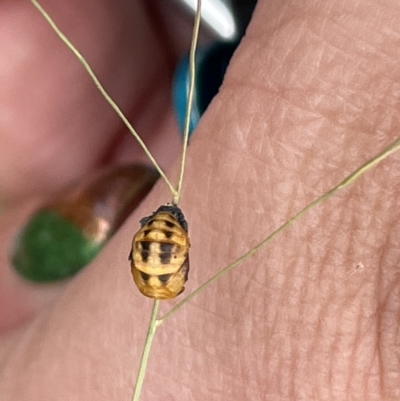 Harmonia conformis (Common Spotted Ladybird) at Watson Green Space - 23 Mar 2023 by Hejor1