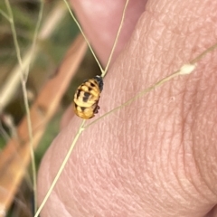 Harmonia conformis at Watson, ACT - 23 Mar 2023