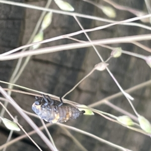 Coccinellidae (family) at Watson, ACT - 23 Mar 2023