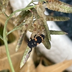 Harmonia conformis (Common Spotted Ladybird) at Watson Green Space - 23 Mar 2023 by Hejor1