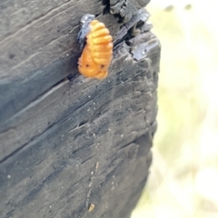 Coccinellidae (family) (Unidentified lady beetle) at Watson Green Space - 23 Mar 2023 by Hejor1