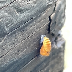 Coccinellidae (family) at Watson, ACT - 23 Mar 2023