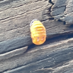 Coccinellidae (family) at Watson, ACT - 23 Mar 2023 03:17 PM