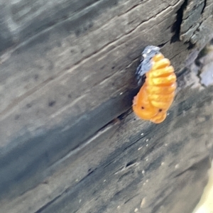 Coccinellidae (family) at Watson, ACT - 23 Mar 2023 03:17 PM